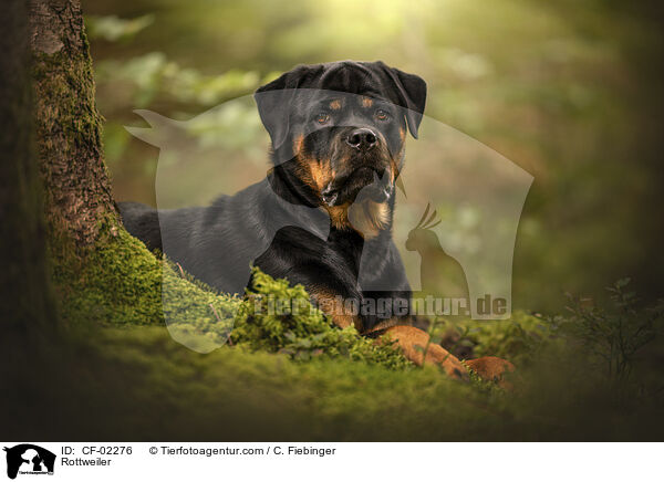 Rottweiler / Rottweiler / CF-02276