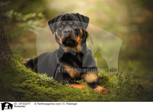 Rottweiler / Rottweiler / CF-02277