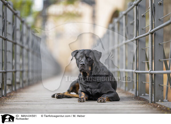 Rottweiler / Rottweiler / MAH-04581