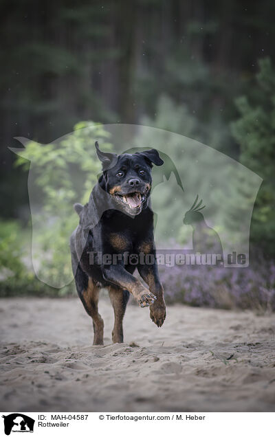 Rottweiler / Rottweiler / MAH-04587