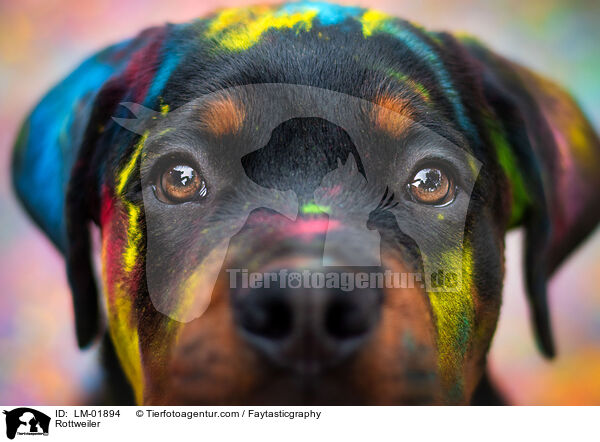 Rottweiler / Rottweiler / LM-01894