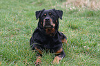 Rottweiler