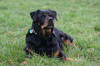 Rottweiler