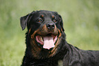 Rottweiler Portrait