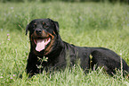 lying Rottweiler