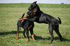 playing Rottweiler