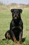 sitting Rottweiler