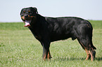 standing Rottweiler