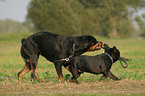 playing Rottweiler and French Bulldog