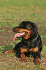 lying Rottweiler