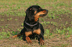 lying Rottweiler