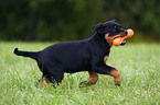 young Rottweiler