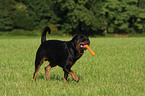 male Rottweiler