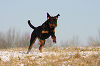 young Rottweiler