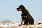 young Rottweiler