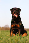 Rottweiler on meadow