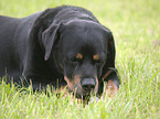 lying Rottweiler