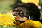 Rottweiler puppy