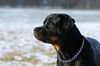 Rottweiler Portrait