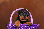 Rottweiler Puppy