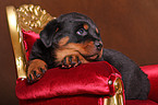 Rottweiler Puppy