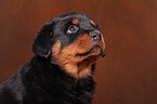 Rottweiler Puppy