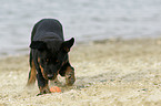 Rottweiler Puppy