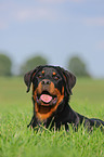 young Rottweiler