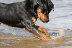 bathing Rottweiler