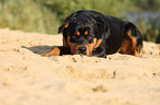 Rottweiler