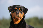 Rottweiler Portrait