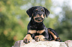 Rottweiler Puppy