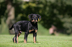 Rottweiler Puppy