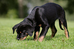 Rottweiler Puppy