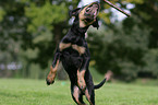 Rottweiler Puppy