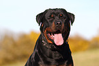 Rottweiler Portrait