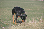 Rottweiler