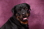 Rottweiler Portrait