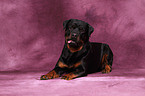 lying Rottweiler