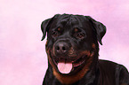 Rottweiler Portrait