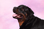 Rottweiler Portrait