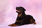 lying Rottweiler