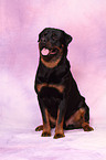 sitting Rottweiler