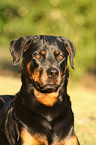 Rottweiler Portrait