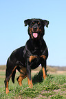 standing Rottweiler