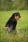 sitting Rottweiler