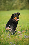 sitting Rottweiler