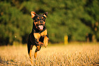 running Rottweiler