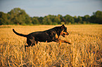 running Rottweiler