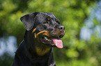 Rottweiler Portrait